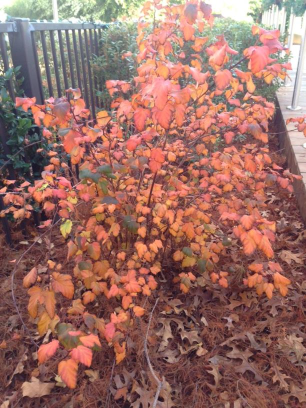 Physocarpus opulifolius 'Monlo' Diablo - Ninebark