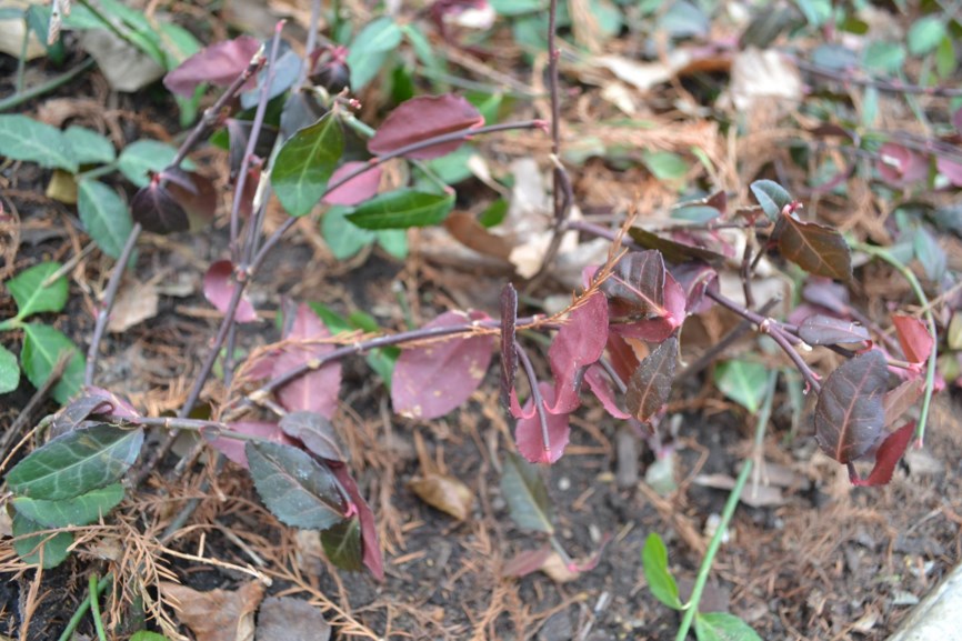 Euonymus fortunei 'Coloratus' - Purple Wintercreeper