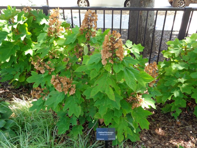 Hydrangea quercifolia 'Alice' - Oakleaf Hydrangea