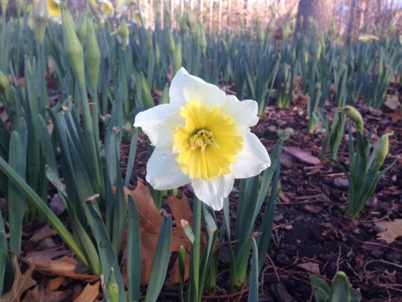 Narcissus 'Ice King' - Daffodil