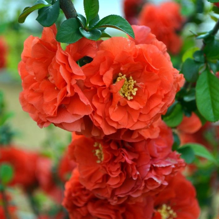 Chaenomeles speciosa 'Scarlet Storm' - Flowering Quince