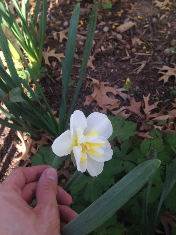 Narcissus 'Lemon Beauty' - Daffodil, Split-Corona Daffodil