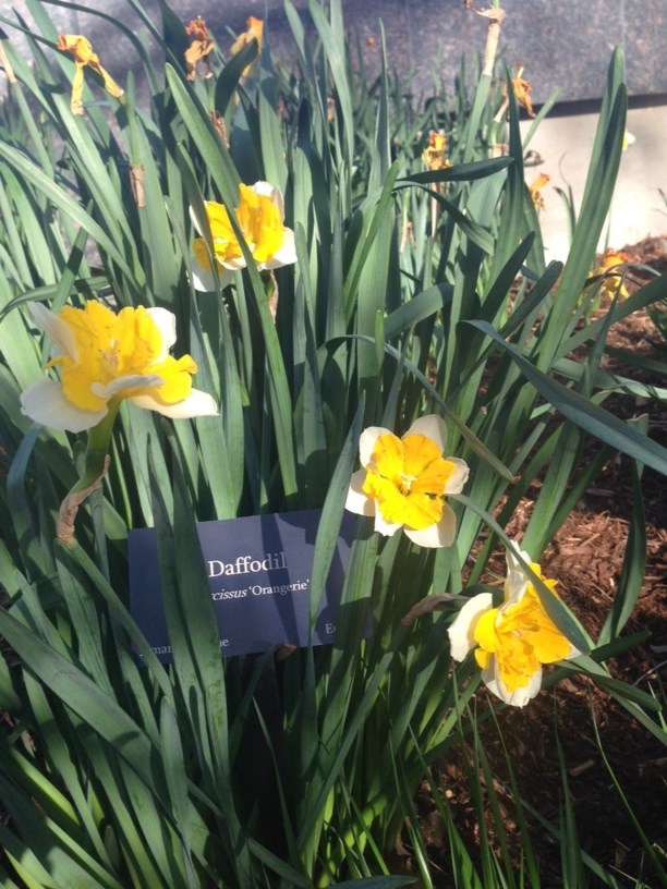 Narcissus 'Orangery' - Daffodil