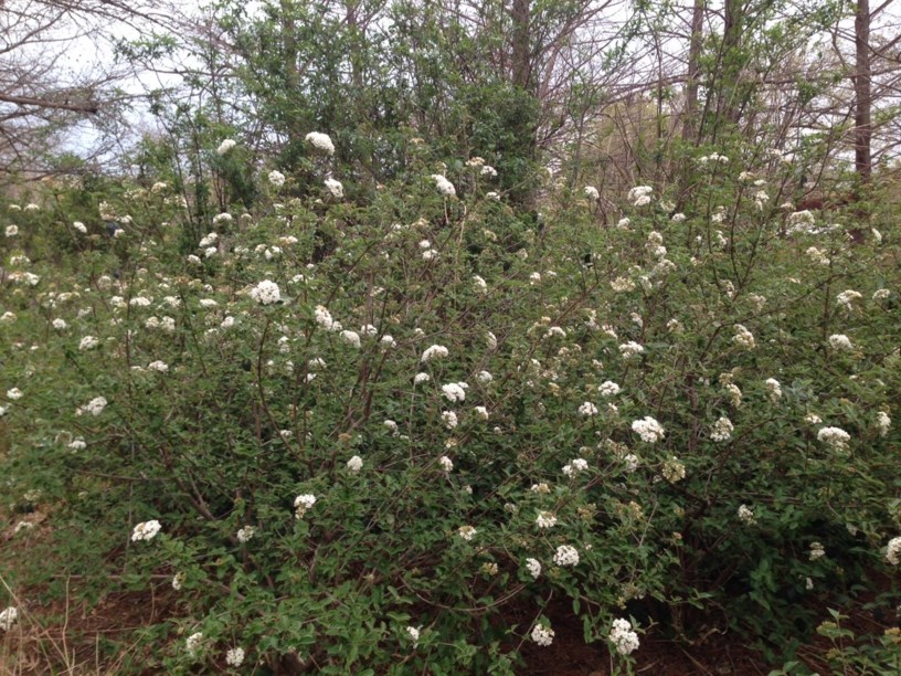 Viburnum × burkwoodii - Burkwood Viburnum