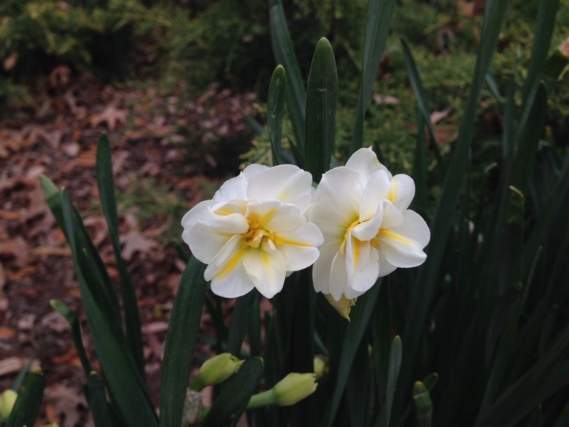 Narcissus 'Cheerfulness' - Daffodil