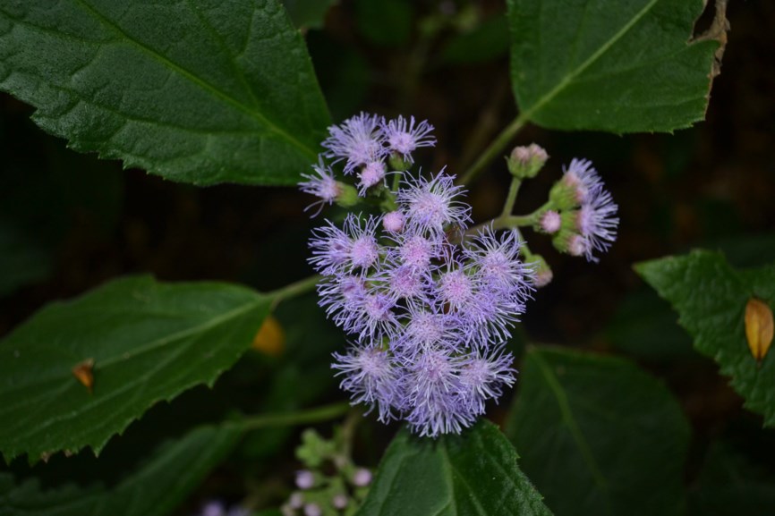 Bartlettina sordida - Blue Mist Flower